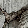 cat, tabby_cat, sleeping, relaxed, couch, furniture, indoor, pet, feline, cozy, plush, texture, resting, animal, whiskers, paw, fur, comfort, lazy, home