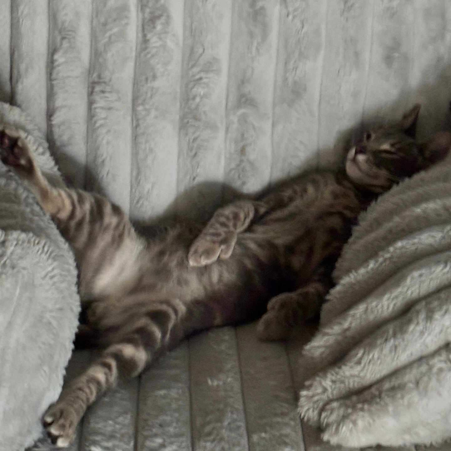 Christian is registered to the contest to win money with this photo: cat, tabby_cat, sleeping, relaxed, couch, furniture, indoor, pet, feline, cozy, plush, texture, resting, animal, whiskers, paw, fur, comfort, lazy, home
