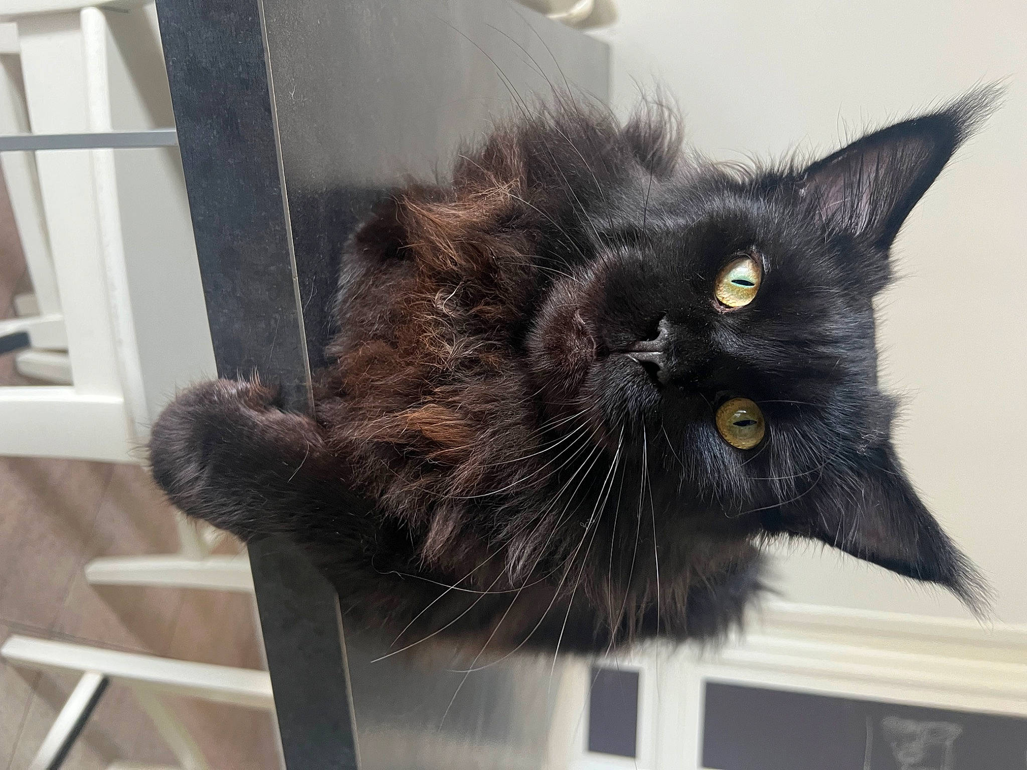 Toshi a rejoint le concours — aidez-le/la à gagner de superbes lots ! black_cat, bombay, carnivore, cat, claw, domestic_short_haired_cat, felidae, fur, paw, small_to_medium_sized_cats, snout, tail, terrestrial_animal, whiskers, window