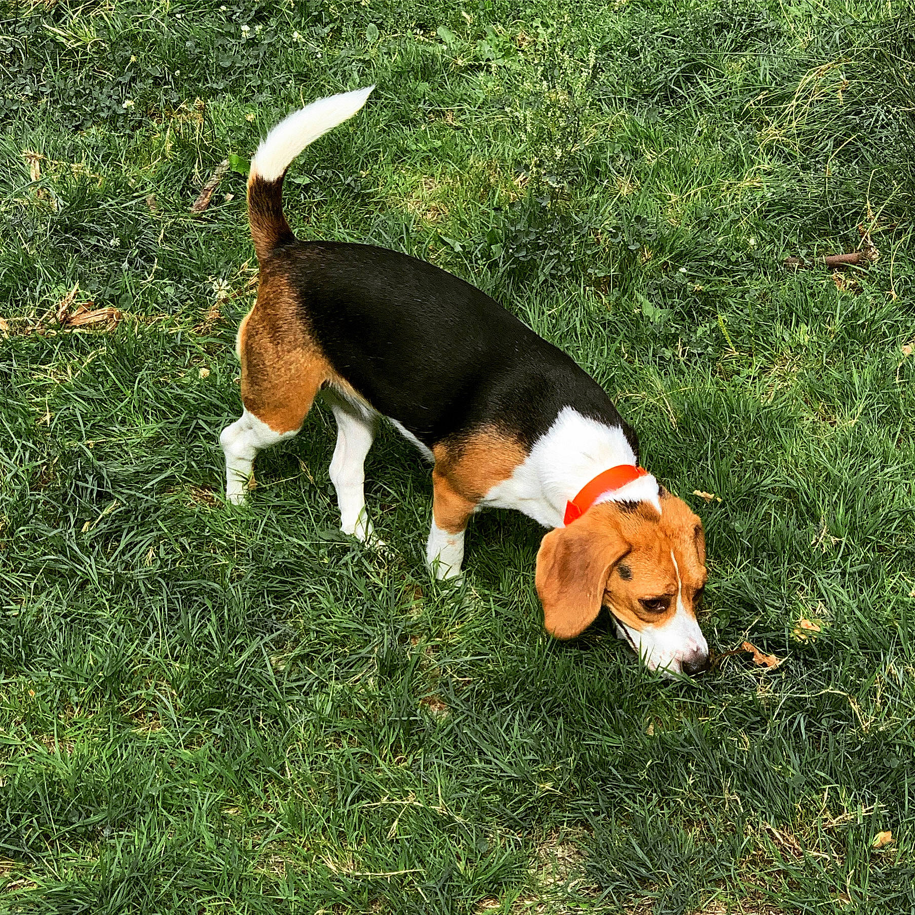 Ona participe au concours pour gagner de l'argent avec cette photo : american_foxhound, artois_hound, basset_artesien_normand, beagle, beagle_harrier, canidae, carnivore, companion_dog, dog, dog_breed, english_foxhound, estonian_hound, finnish_hound, grand_anglo_francais_tricolore, hamiltonstovare, harrier, hound, mammal, serbian_tricolour_hound, vertebrate