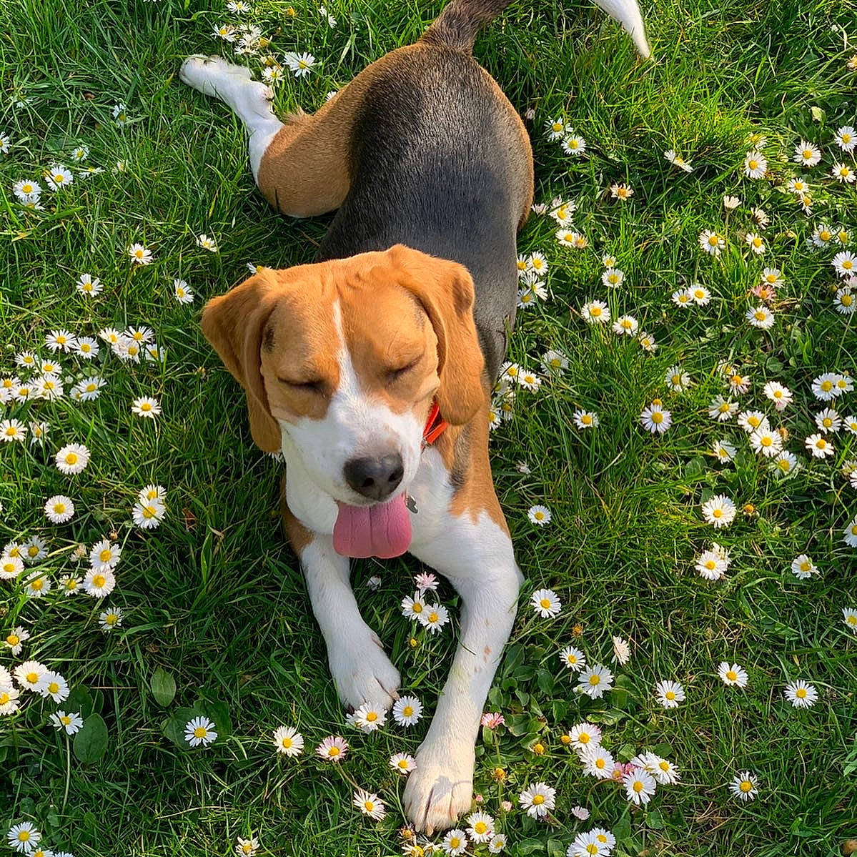 Ona participe au concours pour gagner de l'argent avec cette photo : american_foxhound, beagle, beagle_harrier, canidae, carnivore, companion_dog, dog, dog_breed, english_foxhound, estonian_hound, finnish_hound, grand_anglo_francais_tricolore, grass, harrier, mammal, plummer_terrier, posavac_hound, serbian_tricolour_hound, spring, vertebrate