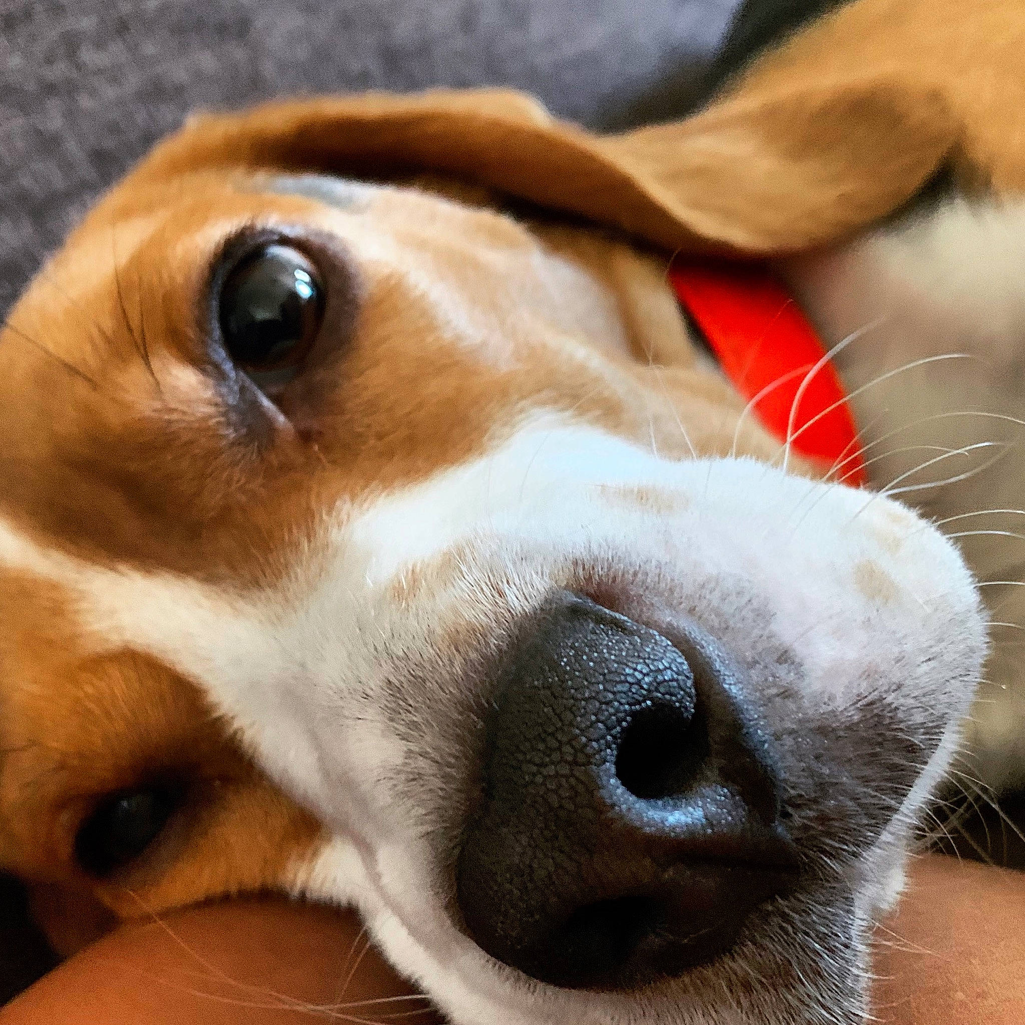 Ona participe au concours pour gagner de l'argent avec cette photo : canidae, carnivore, dog, dog_breed, english_coonhound, fawn, galgo_espanol, greyhound, harrier, lurcher, mammal, nose, snout, sporting_group, vertebrate, whippet, whiskers