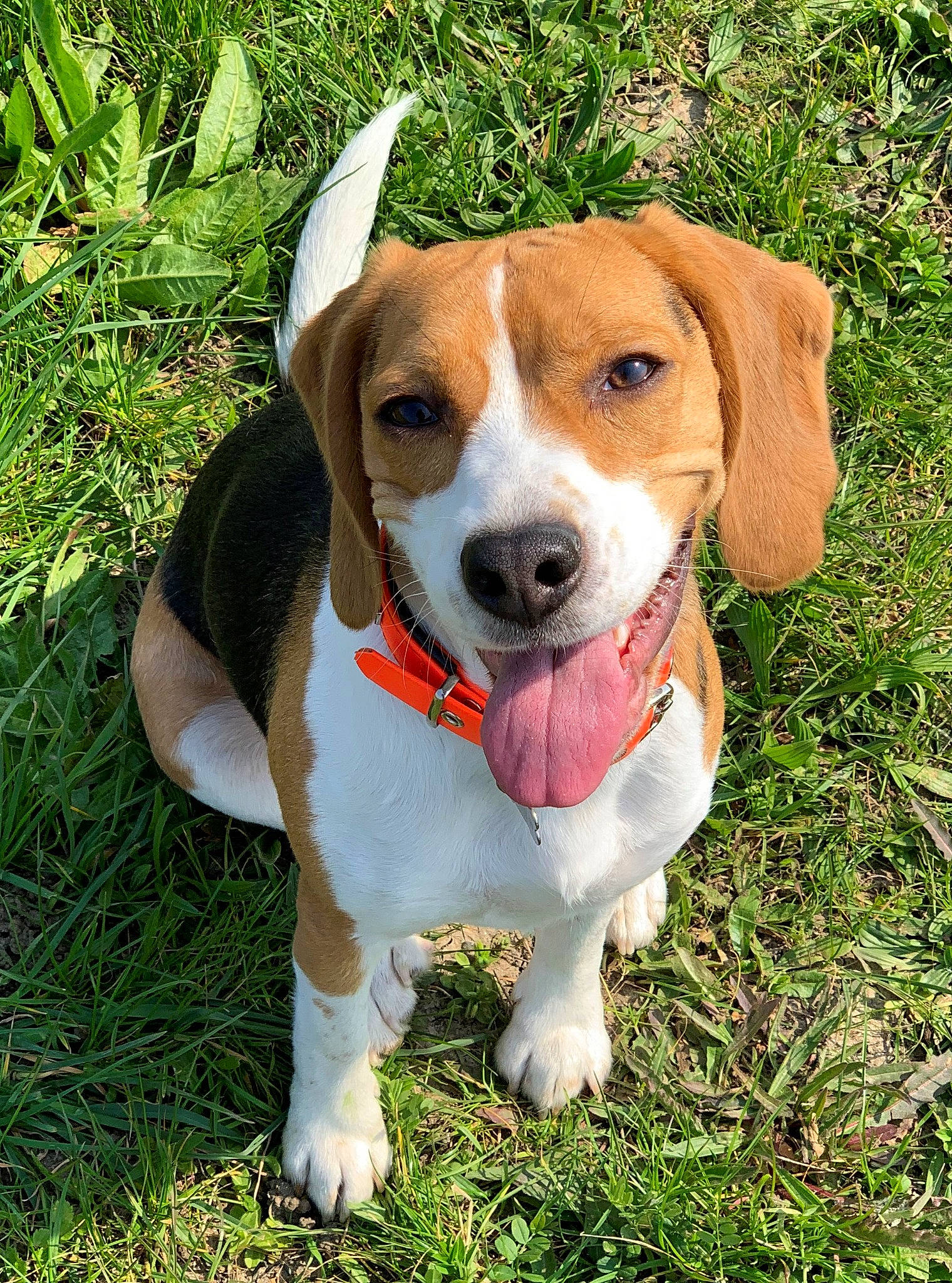 Ona a rejoint le concours — aidez-le/la à gagner de superbes lots ! american_foxhound, beagle, beagle_harrier, beaglier, canidae, carnivore, companion_dog, dog, dog_breed, english_foxhound, estonian_hound, finnish_hound, harrier, mammal, pocket_beagle, serbian_tricolour_hound, snout, treeing_walker_coonhound, vertebrate, westphalian_dachsbracke