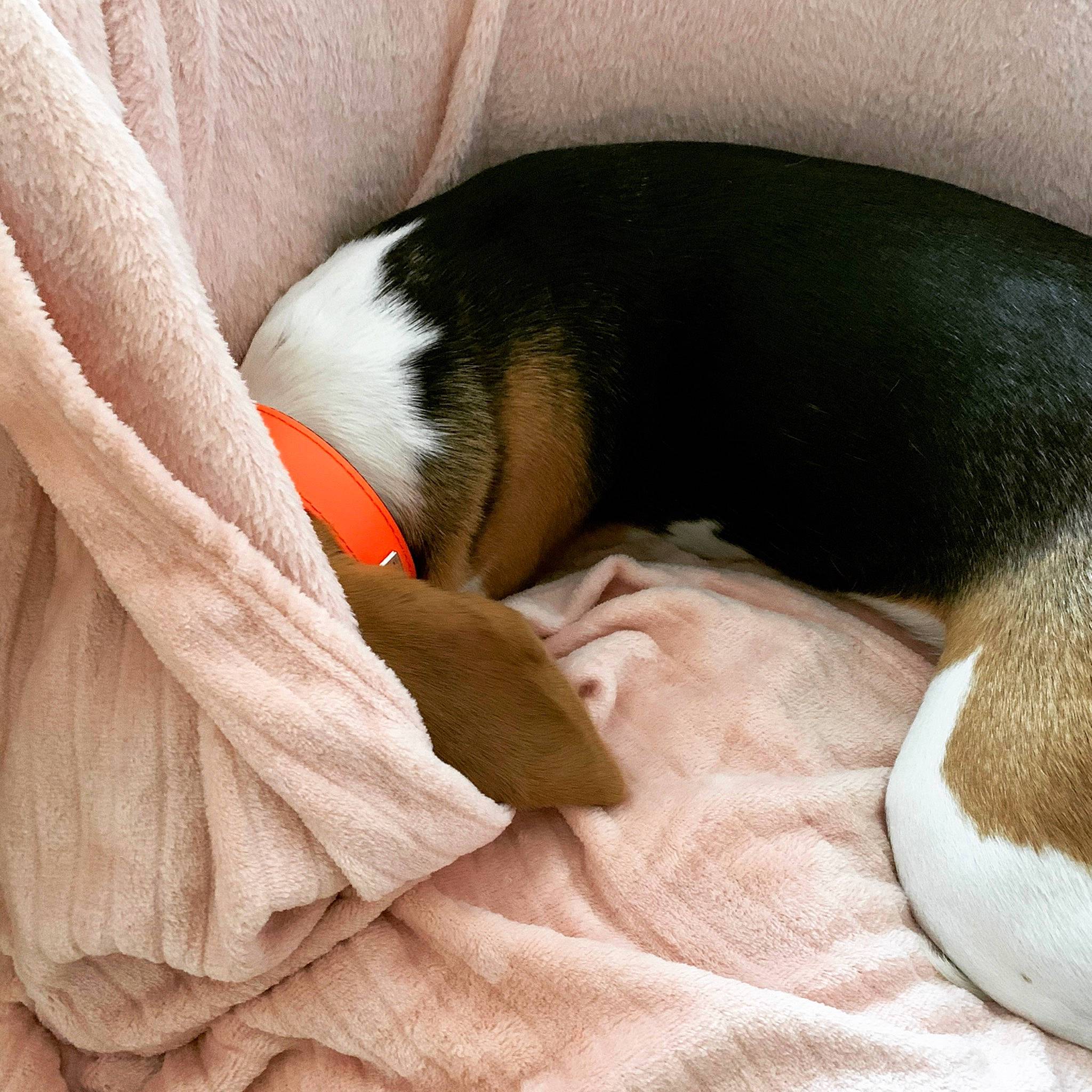 Ona participe au concours pour gagner de l'argent avec cette photo : beagle, canidae, carnivore, coonhound, danish_swedish_farmdog, dog, dog_breed, drever, entlebucher_mountain_dog, finnish_hound, mammal, nap, puppy, rat_terrier, ratonero_bodeguero_andaluz, serbian_tricolour_hound, tail, toy_fox_terrier, treeing_walker_coonhound, vertebrate