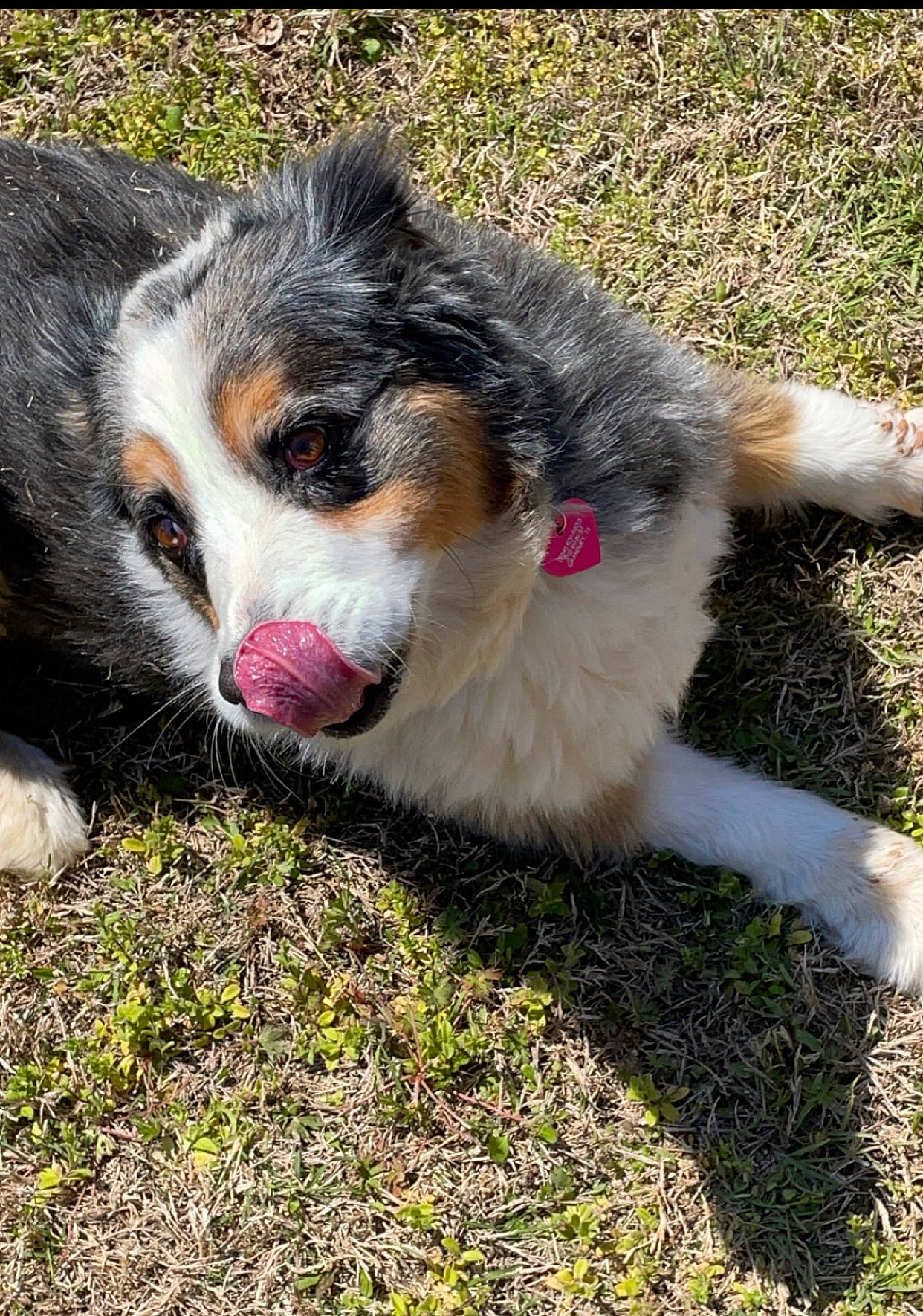 Sunny D joined the competition — help win amazing prizes! border_collie, canidae, carnivore, companion_dog, dog, dog_breed, fur, grass, herding_dog, plant, puppy, snout, sporting_group, tail, terrestrial_animal, whiskers, working_dog