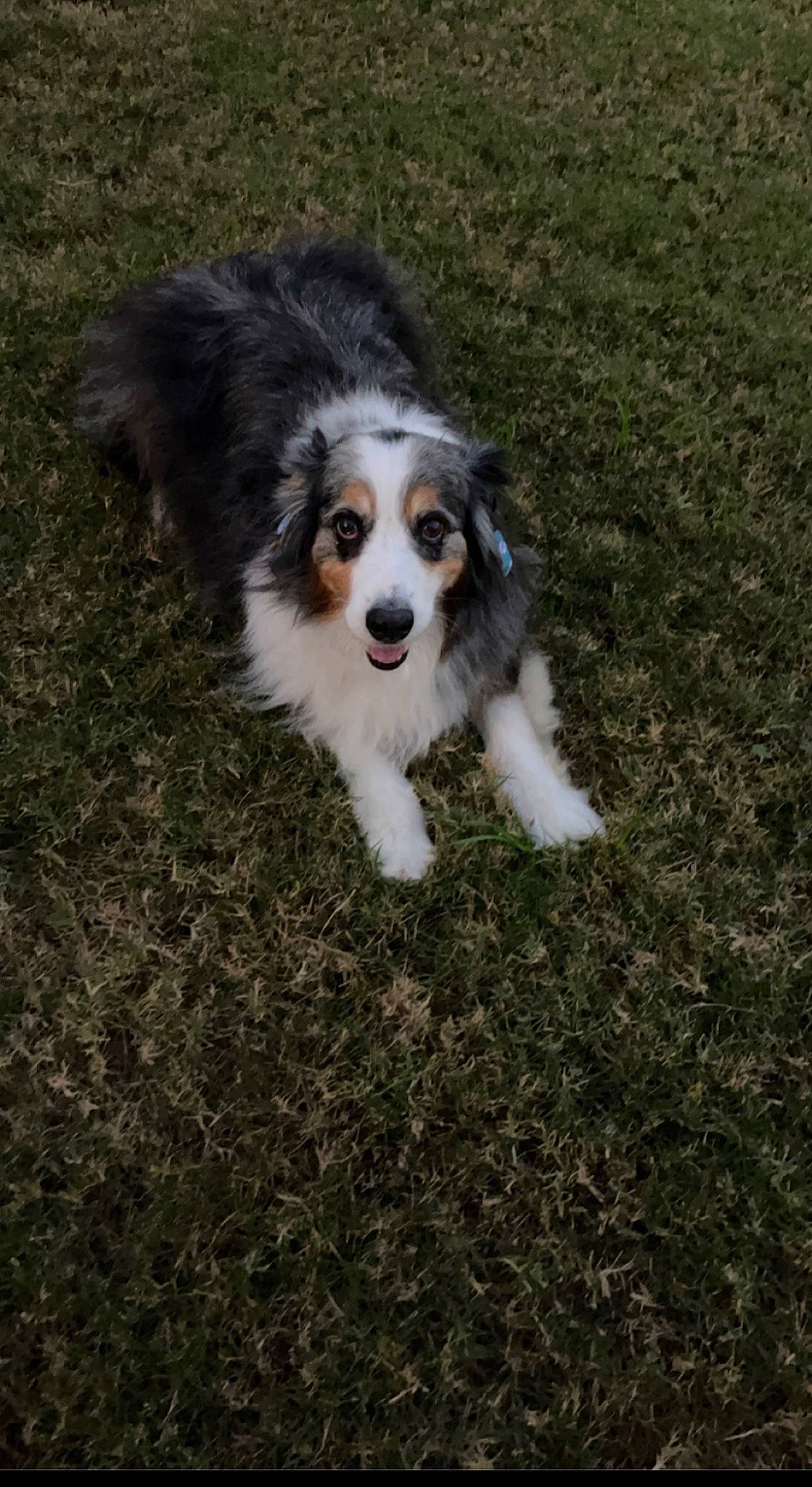 Sunny D joined the competition — help win amazing prizes! australian_collie, australian_shepherd, border_collie, canidae, carnivore, companion_dog, dog, dog_breed, grass, herding_dog, snout, soil, sporting_group, terrestrial_animal, working_dog