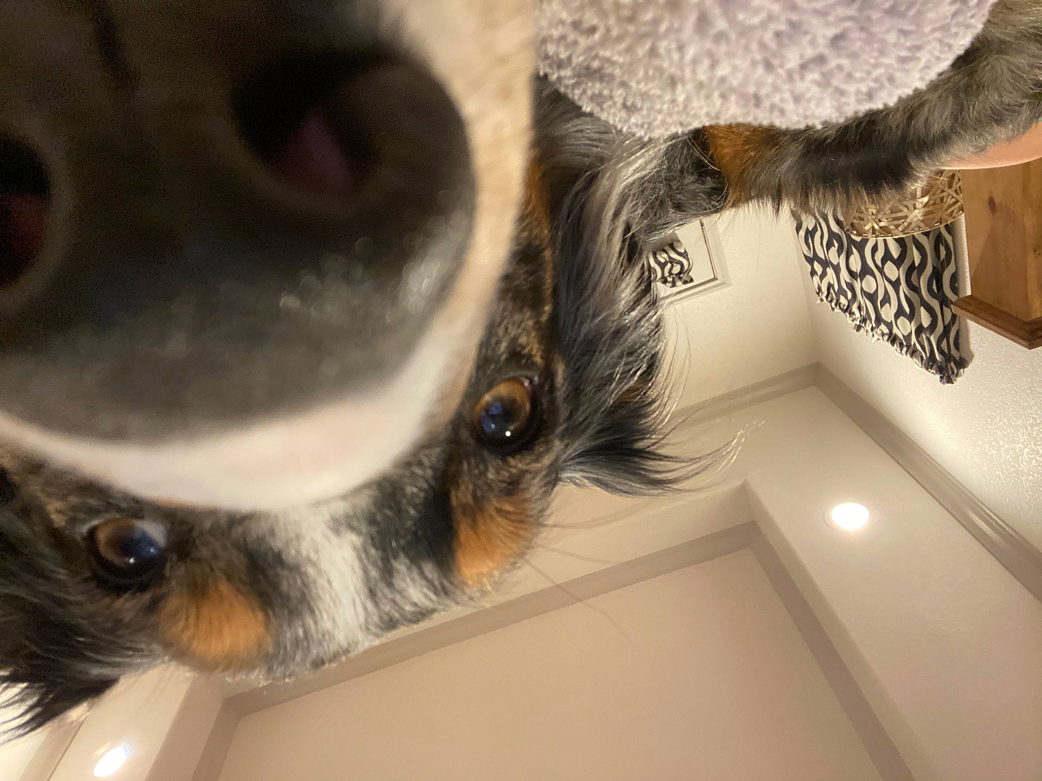 Dixie joined the competition — help win amazing prizes! canidae, carnivore, companion_dog, dog, dog_breed, ear, eyelash, eyewear, fawn, felidae, fur, hat, mammal, paw, small_to_medium_sized_cats, snout, sporting_group, toy_dog, vertebrate, whiskers