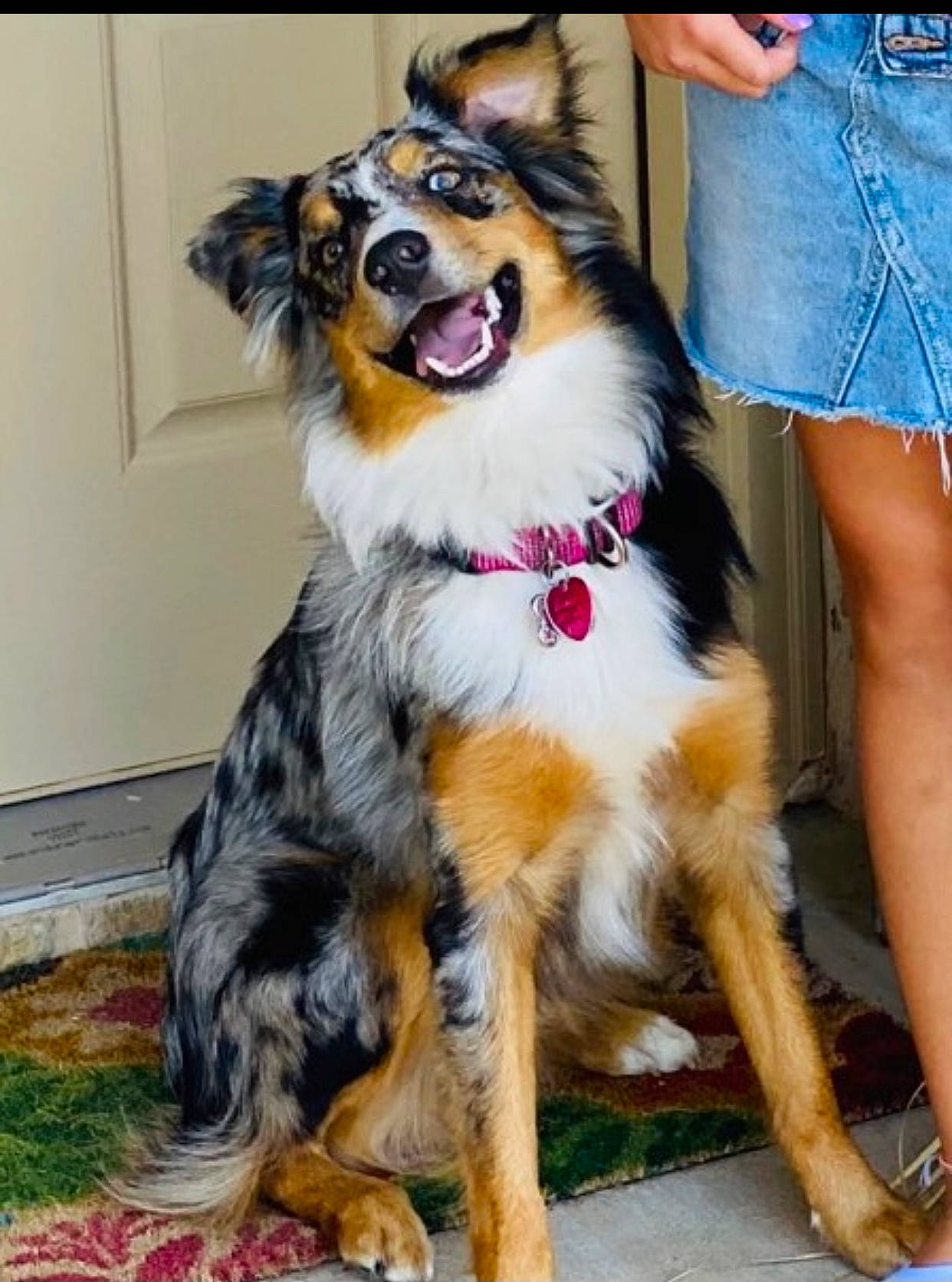 Dixie joined the competition — help win amazing prizes! border_collie, canidae, carnivore, collar, companion_dog, dog, dog_breed, dog_supply, fawn, fur, herding_dog, scotch_collie, shorts, smile, snout, sporting_group, tartan, thigh, whiskers, working_animal