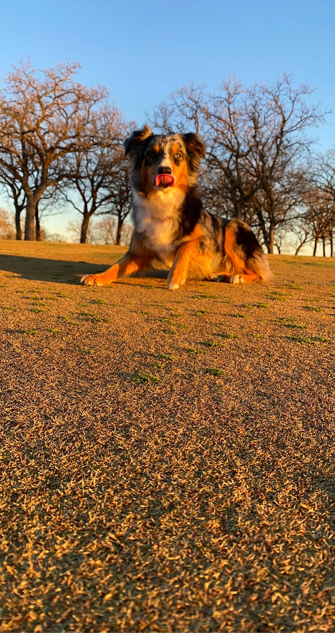 Dixie joined the competition — help win amazing prizes! asphalt, carnivore, cloud, companion_dog, dog, dog_breed, fawn, grass, heat, herding_dog, horizon, landscape, mammal, people_in_nature, plant, sky, sunlight, tail, tints_and_shades, tree