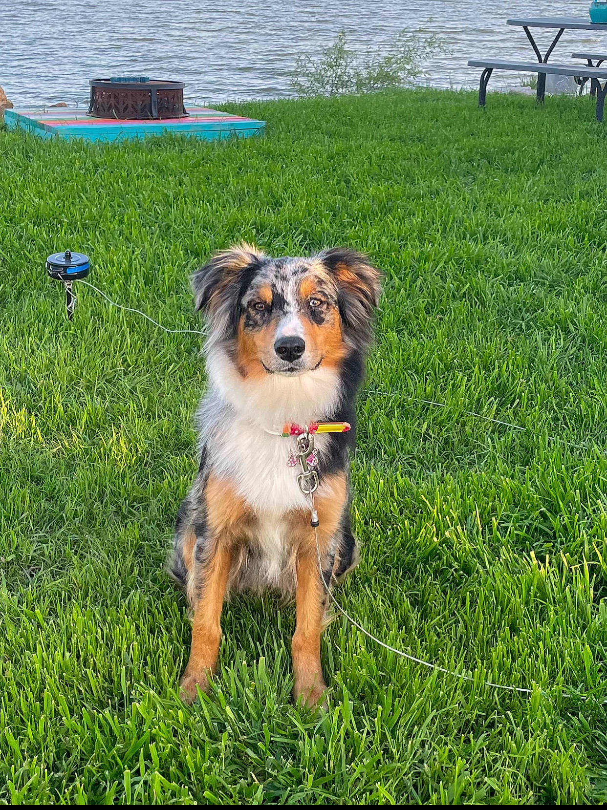 Dixie is registered to the contest to win money with this photo: bench, carnivore, chair, companion_dog, dog, dog_breed, grass, grassland, groundcover, herding_dog, lake, landscape, lawn, people_in_nature, plant, sporting_group, sports_equipment, tree, water, working_dog