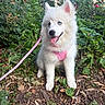 blue_eyes, canine, dog, forest_floor, greenery, happy, leaves, nature, outdoor, pet, pink_harness, plants, puppy, sitting, sunlight, tongue_out, tree, urban_background, white_fur, young_dog
