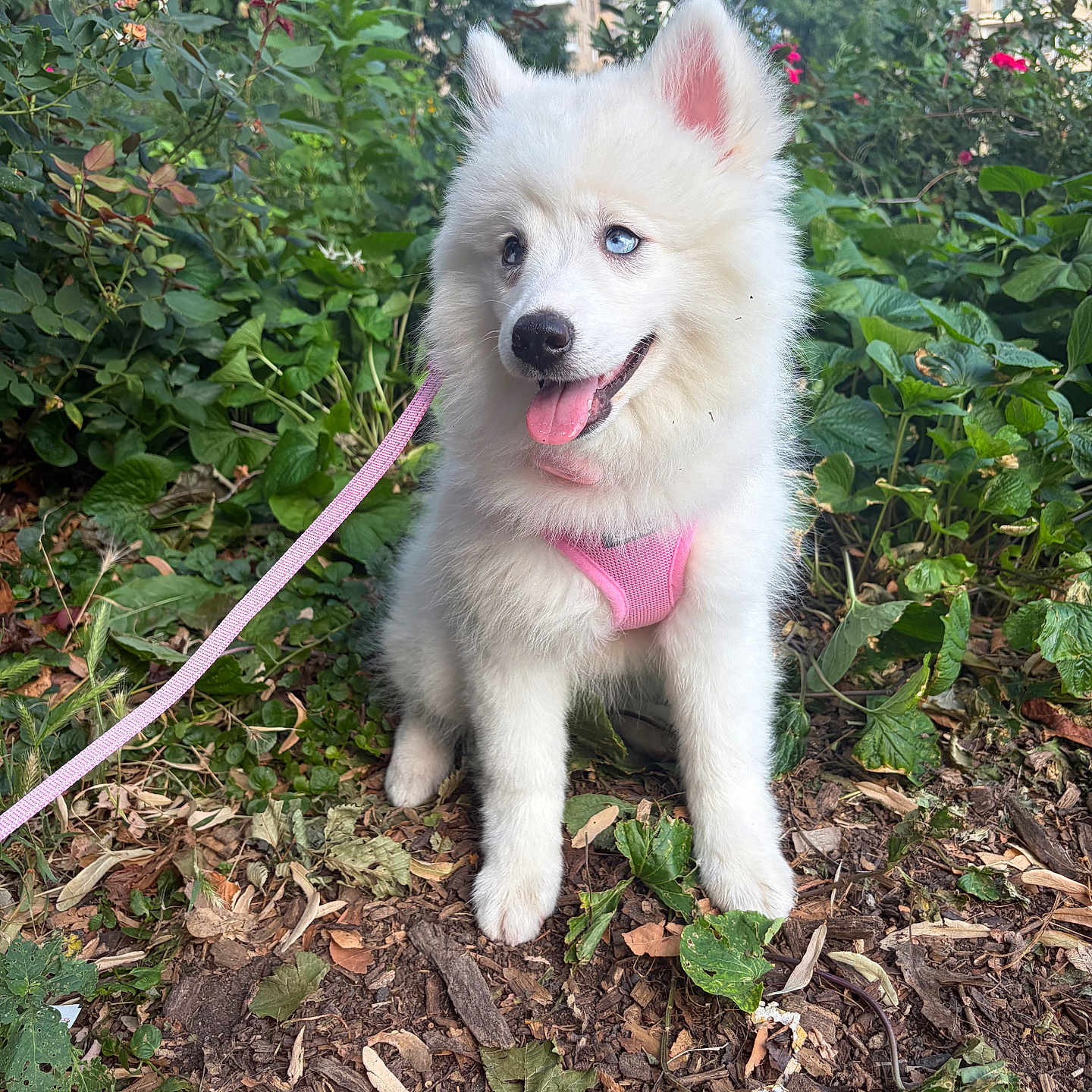 Samwich Pesto is registered to the contest to win money with this photo: blue_eyes, canine, dog, forest_floor, greenery, happy, leaves, nature, outdoor, pet, pink_harness, plants, puppy, sitting, sunlight, tongue_out, tree, urban_background, white_fur, young_dog