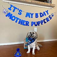 Buchanan is registered to the contest to win money with this photo: dog, birthday, party, bandana, hat, floor, wooden_floor, banner, treats, wall, decorations, celebration, indoor, pet, cute, small_dog, blue, text, happy, sitting