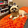 Buchanan is registered to the contest to win money with this photo: dog, small_dog, orange_blanket, bed, indoor, lamp, bookshelf, book, furniture, framed_photo, wooden_floor, cozy, pet, fur, paw, hair_tie, resting, cute, animal, room