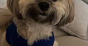 Buchanan is registered to the contest to win money with this photo: dog, small_dog, blue_sweater, couch, indoor, pet, fluffy, cute, sitting, looking_up, fur, canine, living_room, cozy, domestic_animal, companion, animal, household, comfort, adorable