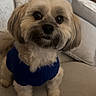dog, small_dog, blue_sweater, couch, indoor, pet, fluffy, cute, sitting, looking_up, fur, canine, living_room, cozy, domestic_animal, companion, animal, household, comfort, adorable