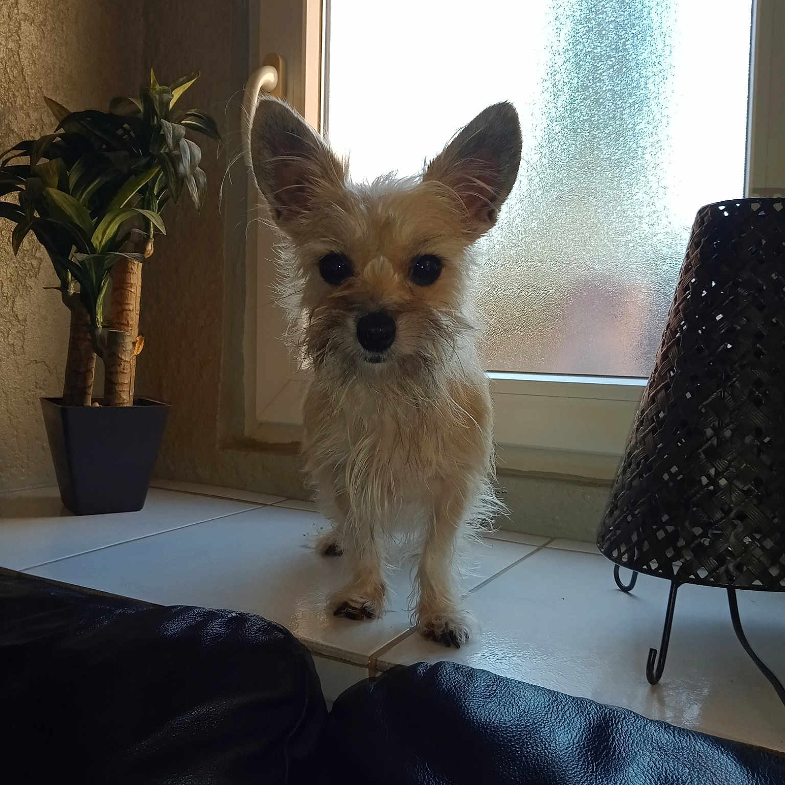 Lilou