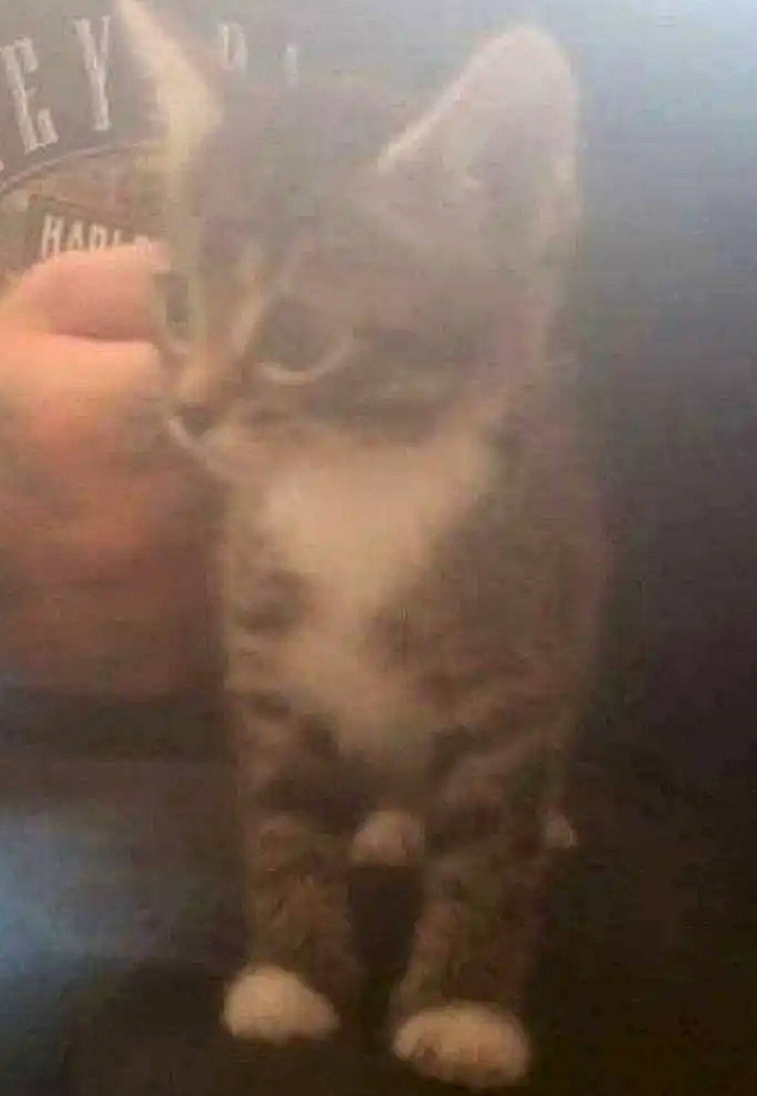 Turbo joined the competition — help win amazing prizes! carnivore, cat, cloud, domestic_short_haired_cat, eye, felidae, fur, paw, small_to_medium_sized_cats, square, tail, terrestrial_animal, whiskers