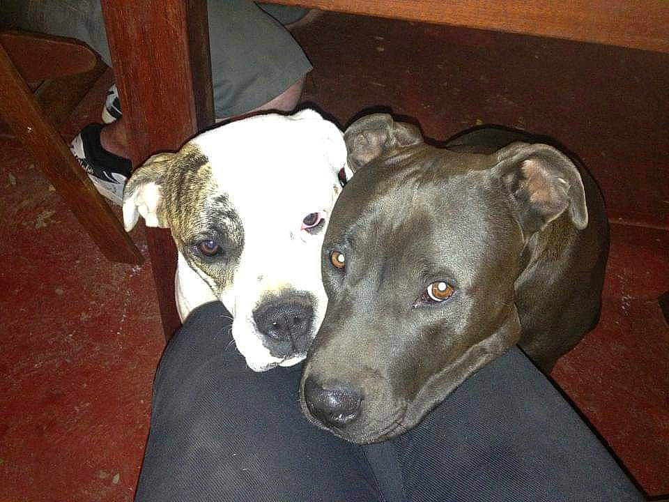 Pride is registered to the contest to win money with this photo: american_pit_bull_terrier, american_staffordshire_terrier, canidae, carnivore, catahoula_bulldog, dog, dog_breed, ear, fawn, mammal, non_sporting_group, pit_bull, snout, sporting_group, vertebrate, whiskers