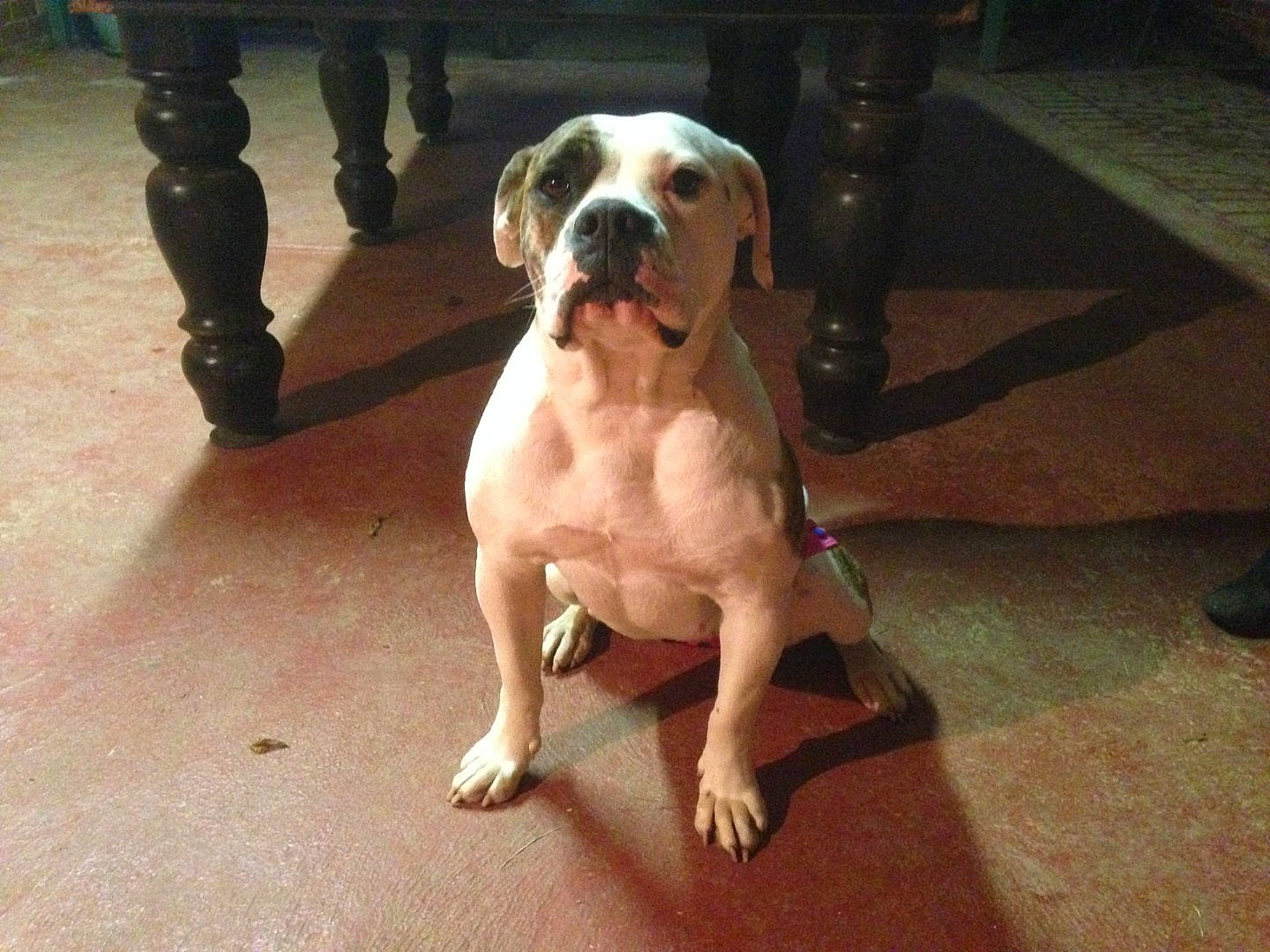 Pride is registered to the contest to win money with this photo: american_bulldog, american_pit_bull_terrier, boxer, bully_kutta, canidae, carnivore, companion_dog, dog, dog_breed, dogo_guatemalteco, fawn, mammal, non_sporting_group, pit_bull, pointer, rare_breed_dog, sporting_group, valley_bulldog, vertebrate, working_dog