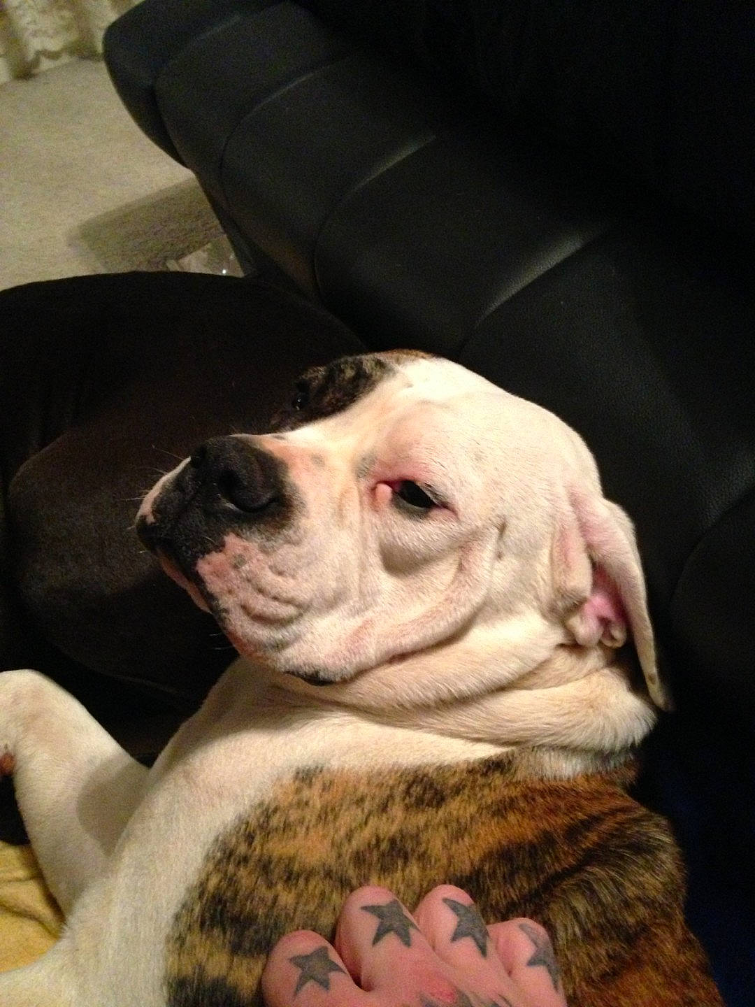 Pride is registered to the contest to win money with this photo: american_bulldog, australian_bulldog, bulldog, canidae, carnivore, dog, dog_breed, mammal, non_sporting_group, nose, old_english_bulldog, olde_english_bulldogge, puppy, puppy_love, skin, snout, valley_bulldog, vertebrate, white_english_bulldog, wrinkle