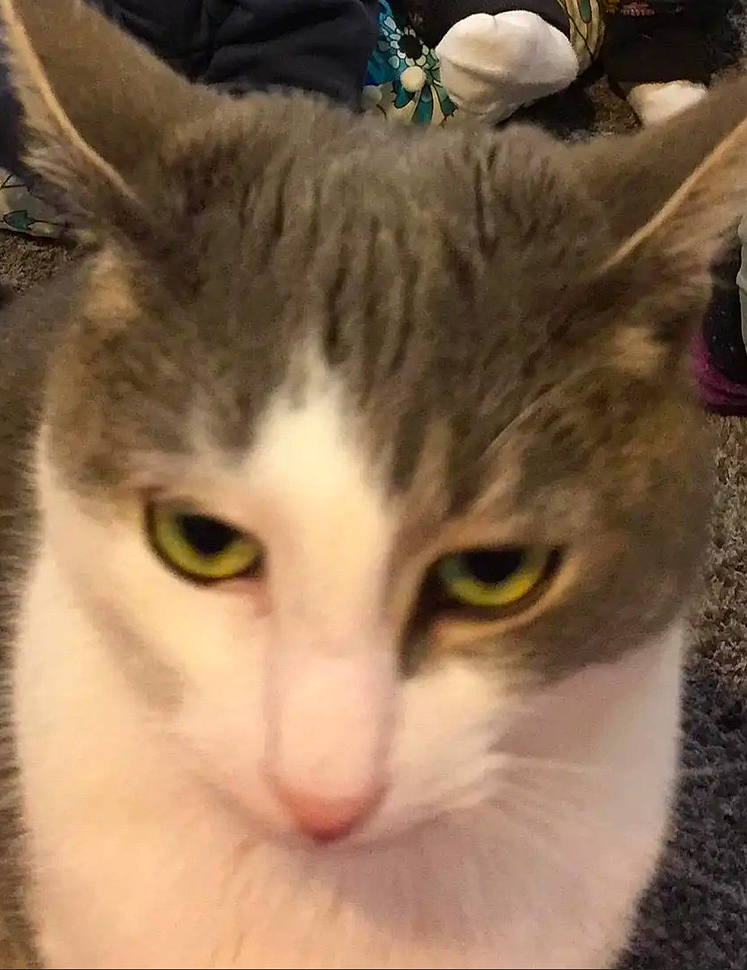 Joey is registered to the contest to win money with this photo: carnivore, cat, domestic_short_haired_cat, felidae, fur, small_to_medium_sized_cats, snout, whiskers, window