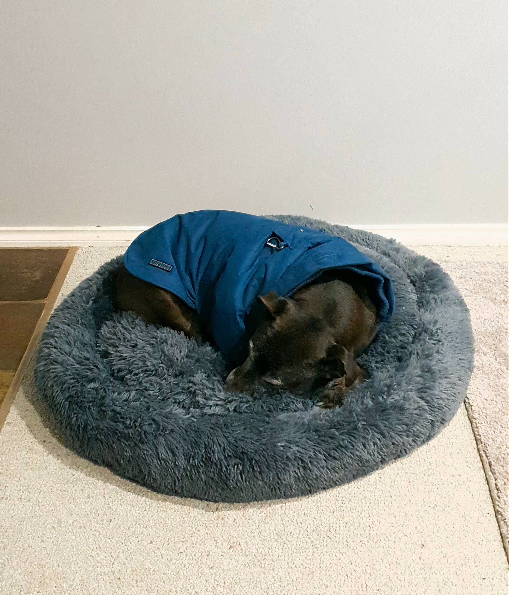 Diesel joined the competition — help win amazing prizes! asphalt, automotive_tire, circle, comfort, concrete, denim, electric_blue, flooring, fur, grass, grey, hat, plant, rock, sitting, sleeve, sporting_group, t_shirt, umbrella, wool