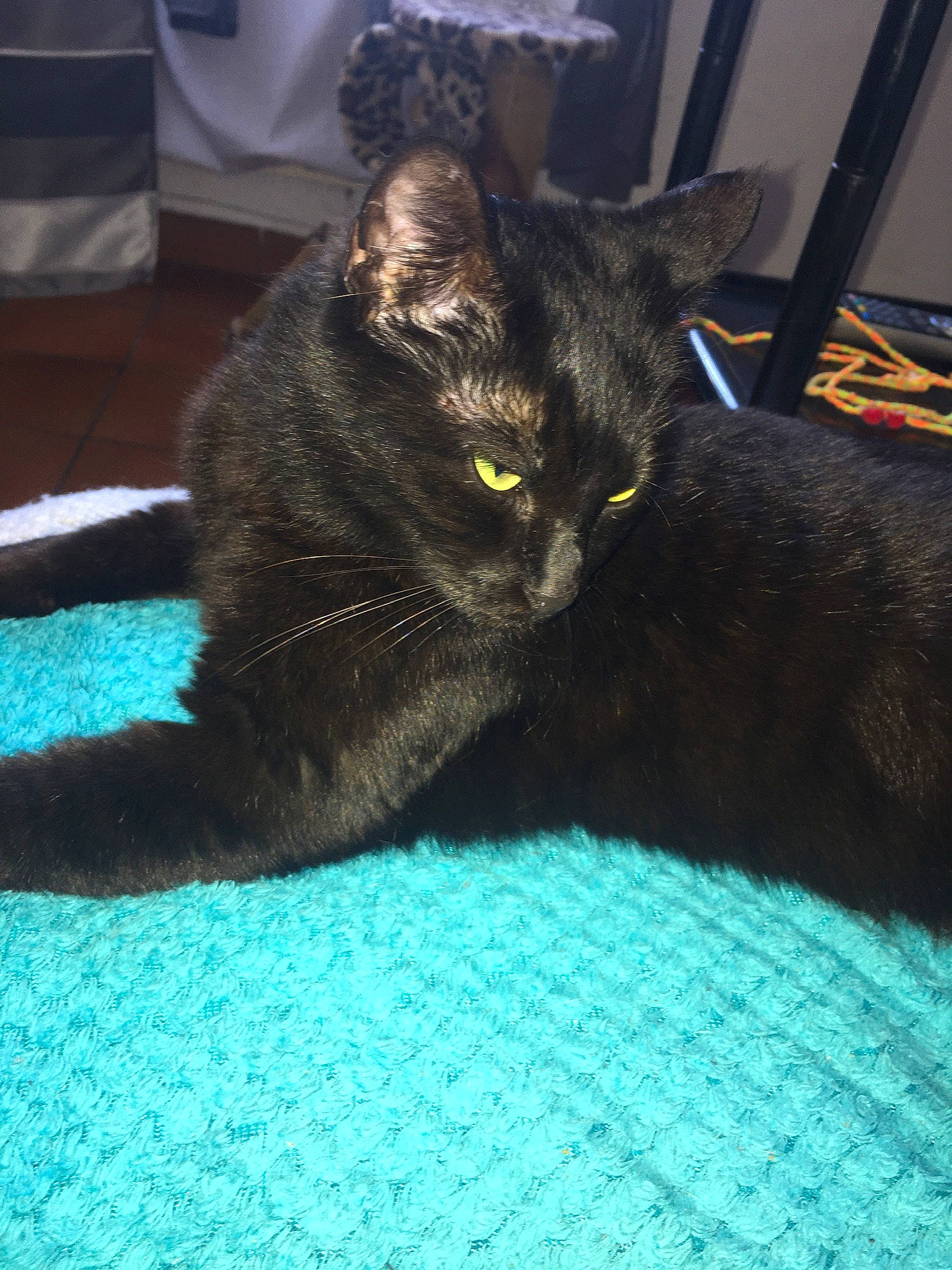 Diablesse a rejoint le concours — aidez-le/la à gagner de superbes lots ! black_cat, bombay, carnivore, cat, claw, comfort, domestic_short_haired_cat, electric_blue, felidae, flooring, fur, houseplant, nap, paw, sitting, small_to_medium_sized_cats, snout, tail, whiskers