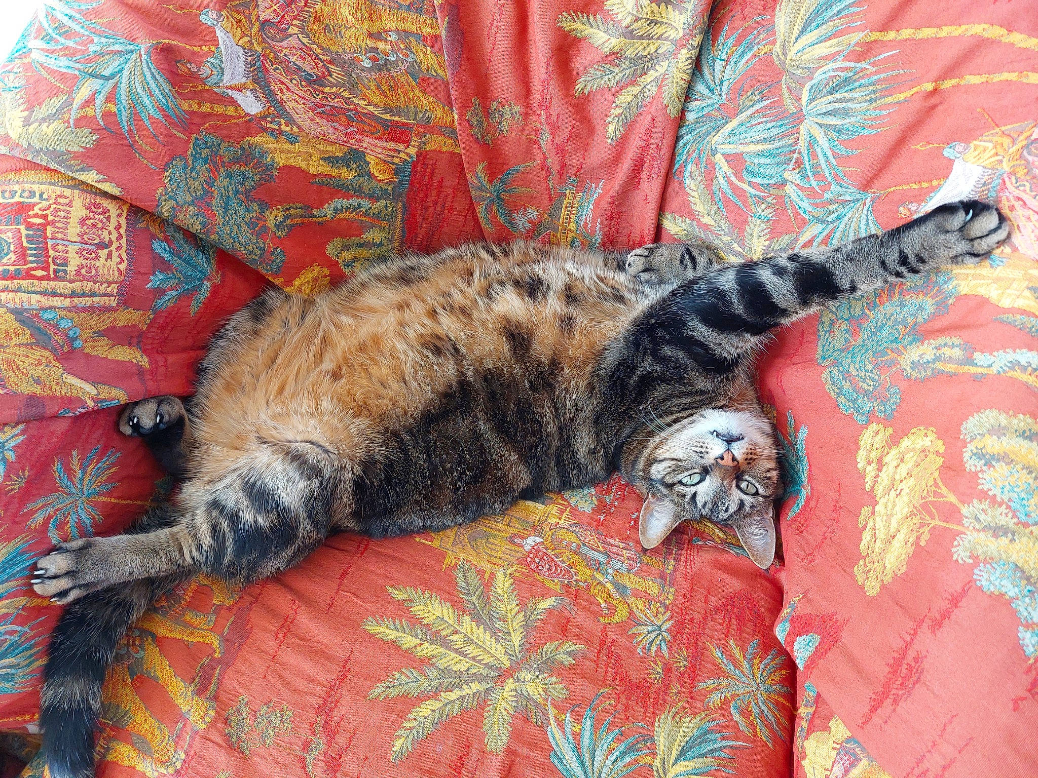 O'Malley participe au concours pour gagner de l'argent avec cette photo : carnivore, cat, claw, comfort, domestic_short_haired_cat, felidae, fur, pattern, small_to_medium_sized_cats, tail, terrestrial_animal, whiskers