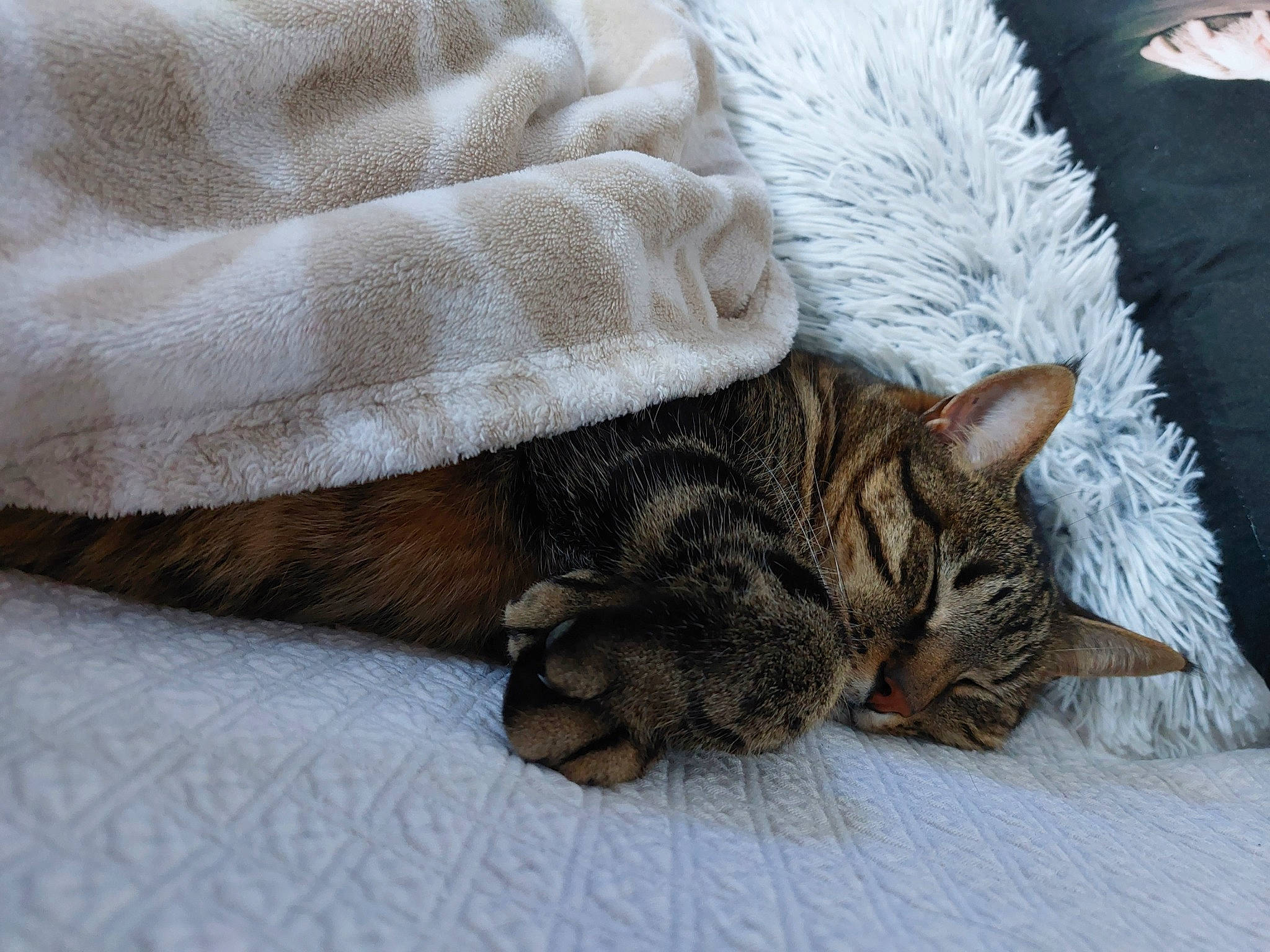 O'Malley participe au concours pour gagner de l'argent avec cette photo : blanket, carnivore, cat, claw, comfort, domestic_short_haired_cat, fawn, felidae, fur, grass, linens, nap, paw, sleep, small_to_medium_sized_cats, tail, terrestrial_animal, textile, tree, whiskers