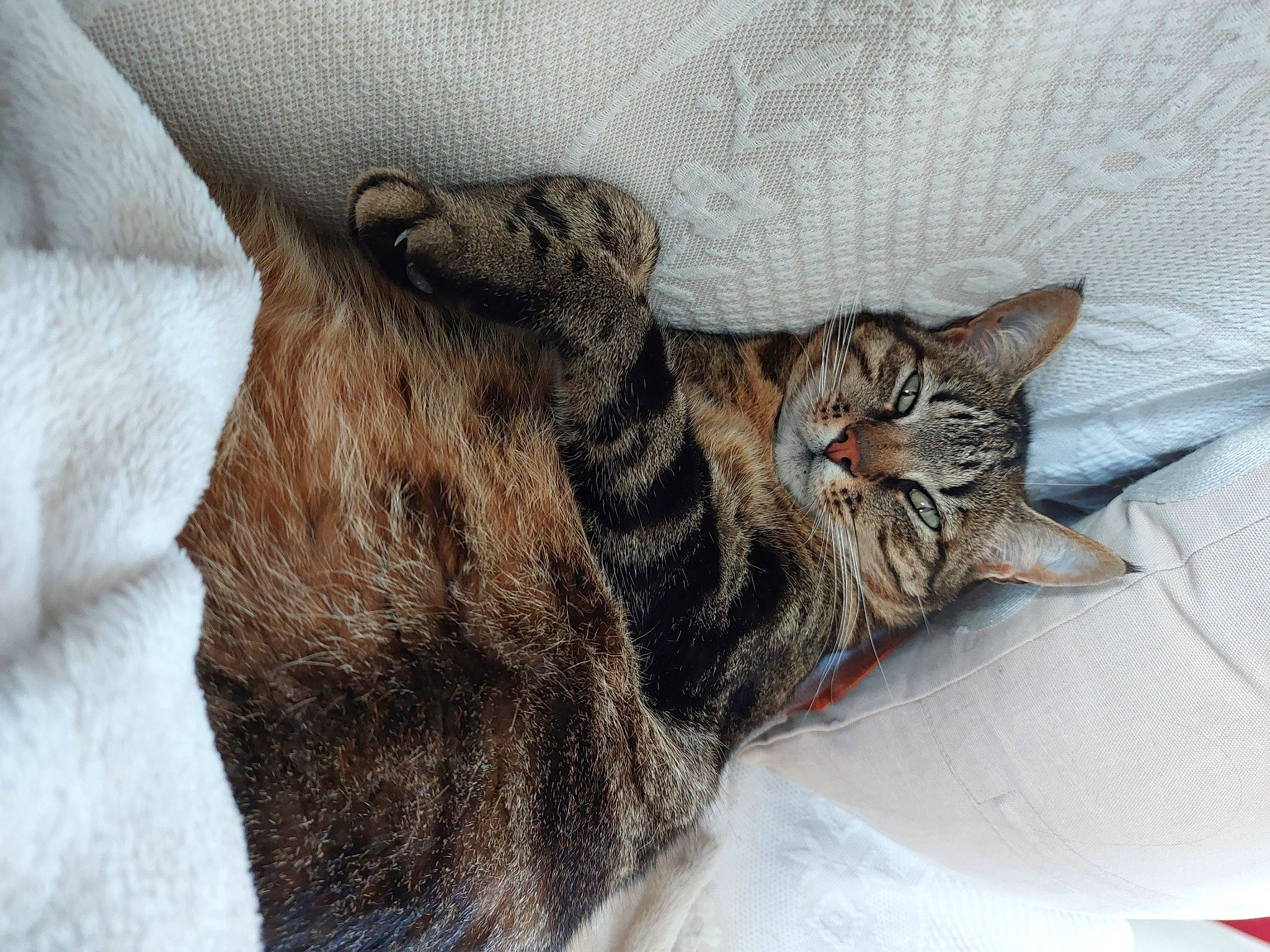 O'Malley participe au concours pour gagner de l'argent avec cette photo : bed, carnivore, cat, cat_bed, claw, comfort, domestic_short_haired_cat, eye, felidae, fur, grey, linens, nap, paw, small_to_medium_sized_cats, snout, tail, terrestrial_animal, whiskers