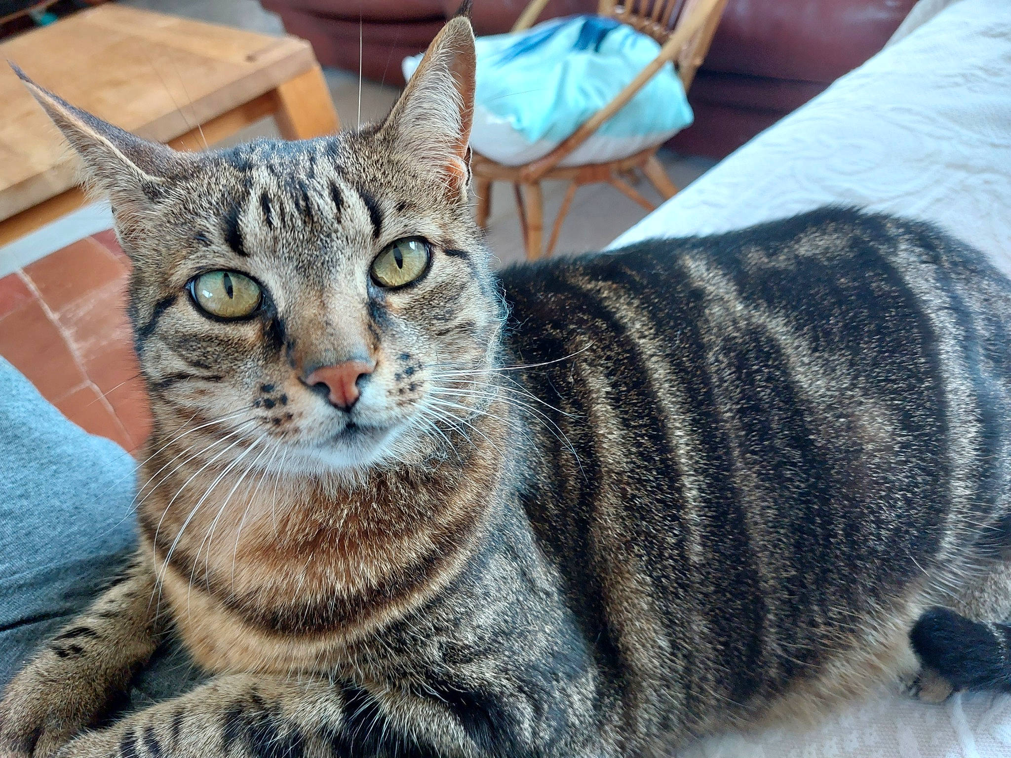 O'Malley participe au concours pour gagner de l'argent avec cette photo : art, carnivore, cat, domestic_short_haired_cat, felidae, fur, sitting, small_to_medium_sized_cats, snout, terrestrial_animal, whiskers, wildlife, window
