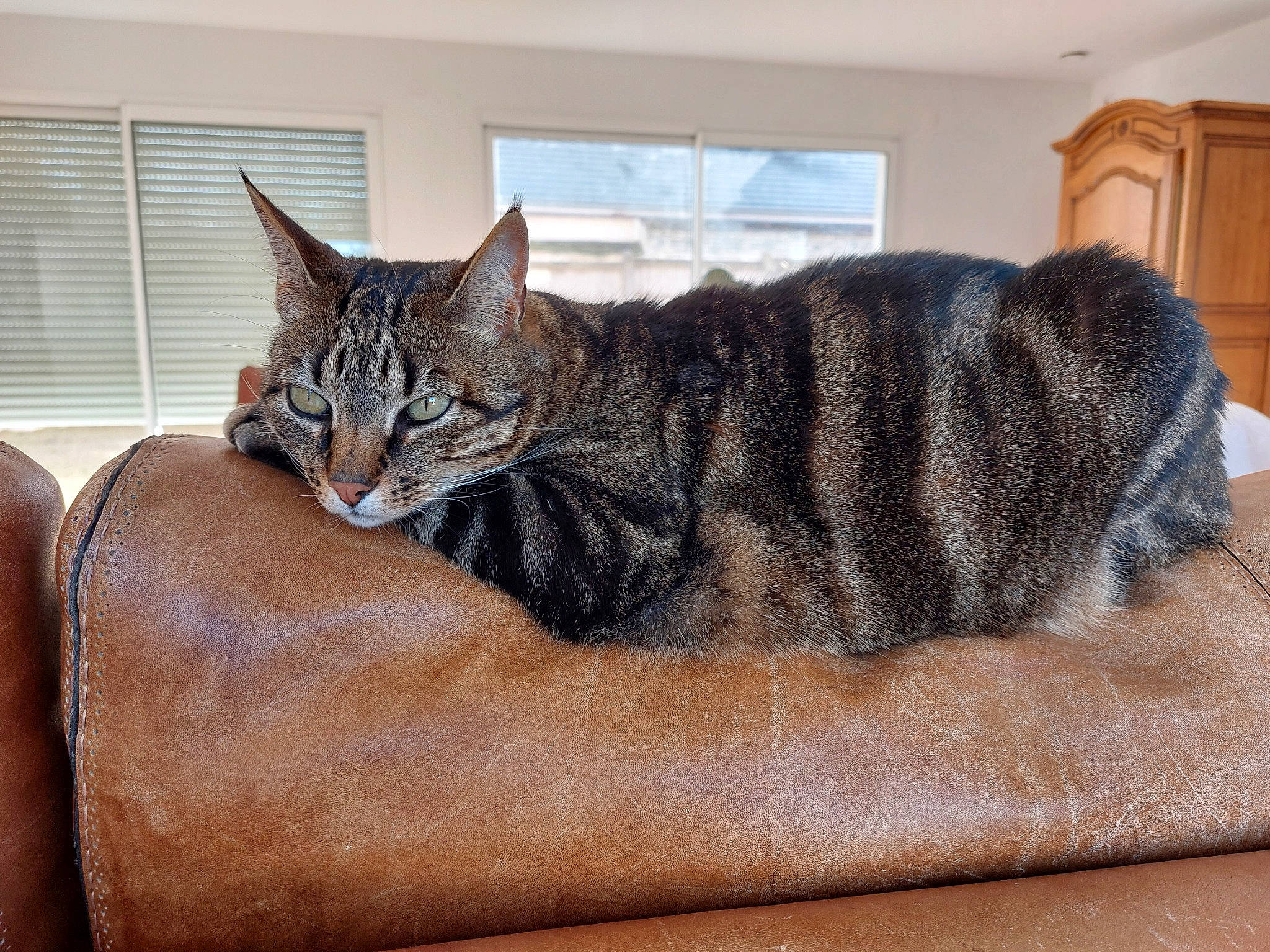 O'Malley participe au concours pour gagner de l'argent avec cette photo : cabinetry, carnivore, cat, cat_bed, comfort, couch, domestic_short_haired_cat, fawn, felidae, fur, grey, paw, small_to_medium_sized_cats, snout, tail, terrestrial_animal, tree, whiskers, window, wood