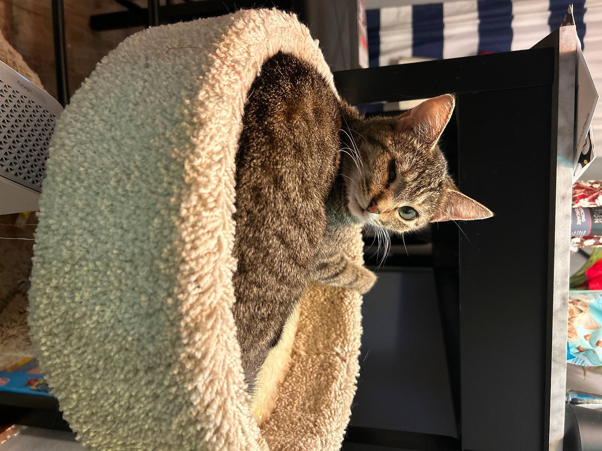 Avery is registered to the contest to win money with this photo: art, cap, carnivore, cat, domestic_short_haired_cat, fawn, felidae, fur, hat, headgear, mammal, plant, small_to_medium_sized_cats, snout, tail, tire, tree, vertebrate, whiskers, window