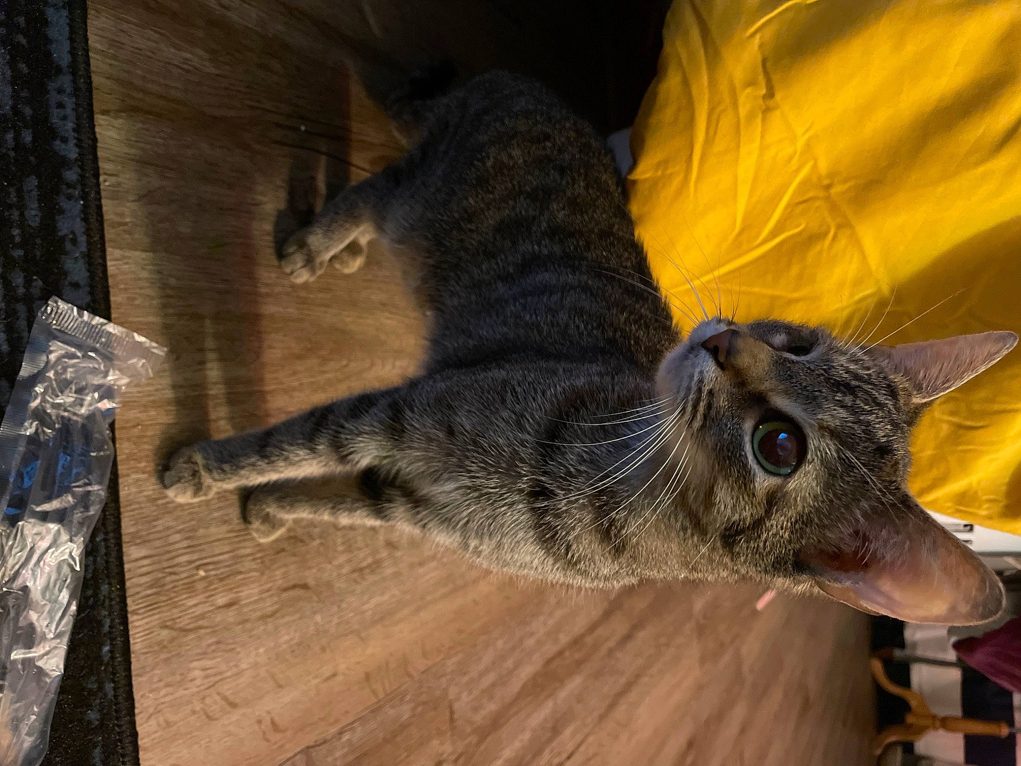 Avery is registered to the contest to win money with this photo: canidae, carnivore, cat, claw, comfort, domestic_short_haired_cat, felidae, flooring, fur, hardwood, paw, plank, small_to_medium_sized_cats, snout, tail, terrestrial_animal, whiskers, wildlife, wood, wood_stain