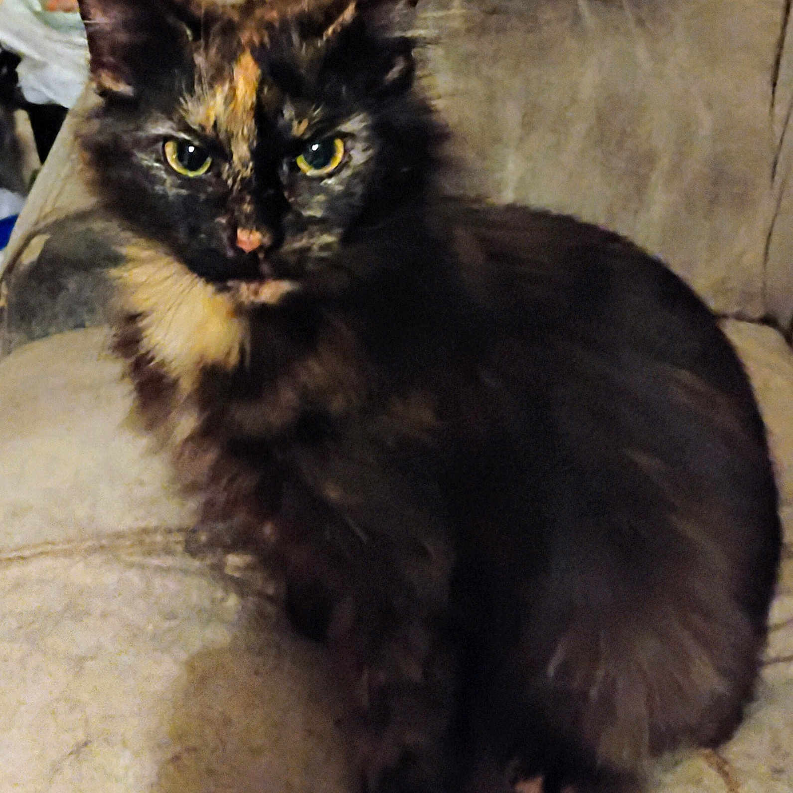 Mokie