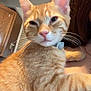 cat, orange_tabby, pet, indoor, close_up, feline, whiskers, fur, pink_nose, relaxed, sleepy, person, human_arm, holding, domestic_animal, cute, animal, companion, portrait, eye_contact