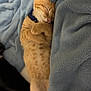 cat, kitten, sleeping, orange_tabby, fluffy_blanket, cozy, cute, pets, domestic_animal, fur, resting, collar, indoor, soft_texture, animal, adorable, relaxed, small, young, comfort