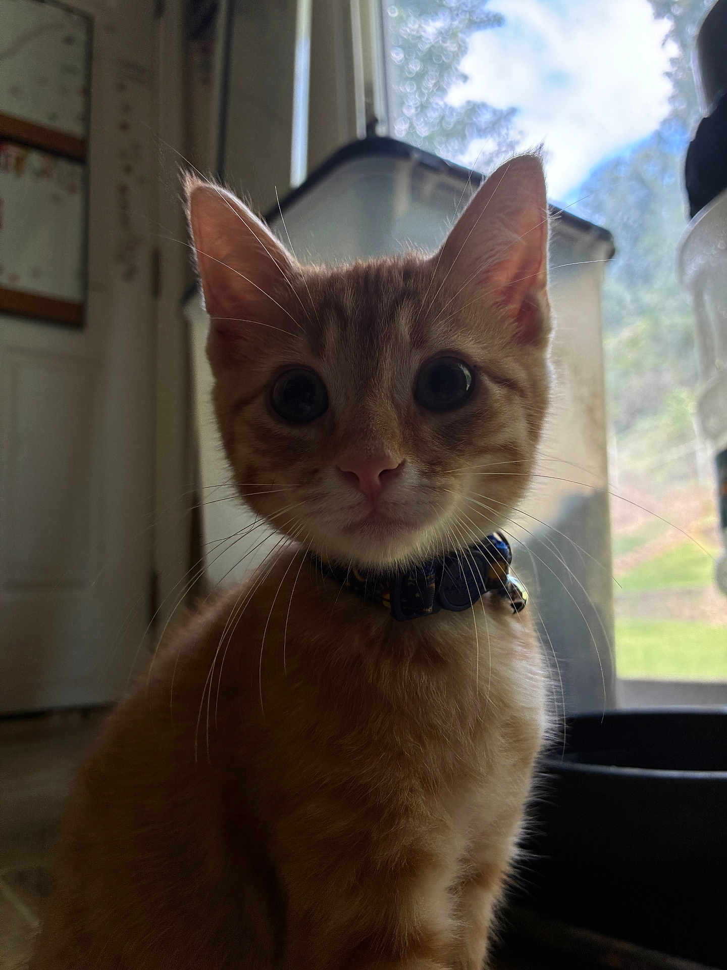 Nacho