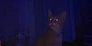 Nacho joined the competition — help win amazing prizes! cat, animal, pet, indoor, dark, night, glowing_eyes, feline, sitting, low_light, domestic_animal, mammal, whiskers, ears, collar, shadow, quiet, still, curious, room