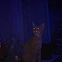 cat, animal, pet, indoor, dark, night, glowing_eyes, feline, sitting, low_light, domestic_animal, mammal, whiskers, ears, collar, shadow, quiet, still, curious, room