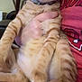cat, ginger_cat, tabby, pet, animal, feline, indoor, person, holding, arms, comfort, relaxed, fur, whiskers, collar, closeup, cute, domestic, companionship, red_shirt