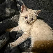 Minnie Pearl joined the competition — help win amazing prizes! animal, blanket, blue_eyes, cat, cozy, cream_color, cute, ears, feline, fluffy, fur, indoor, kitten, pet, plaid, resting, soft, tail, whiskers, young