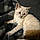Minnie Pearl