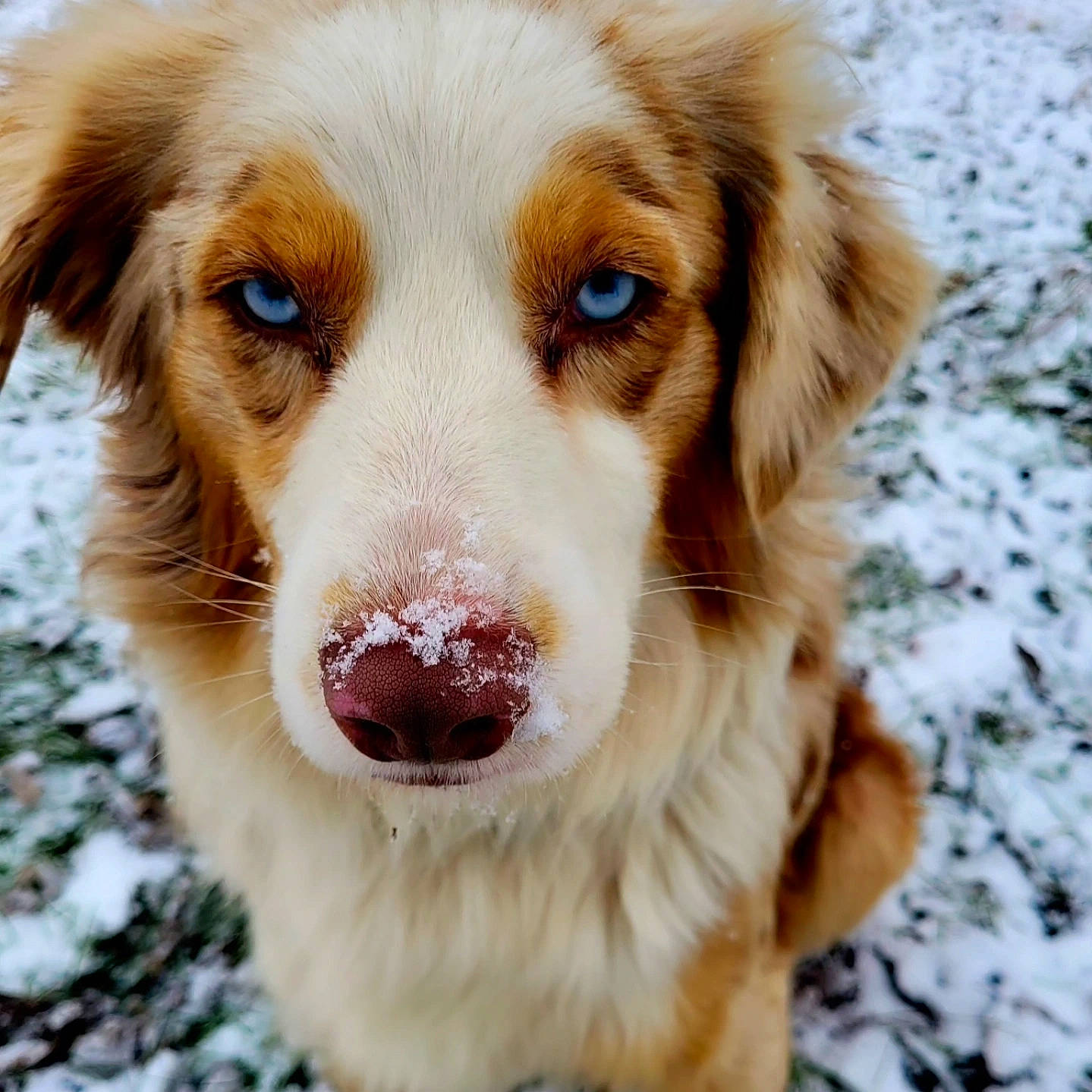 Scout Bleu is registered to the contest to win money with this photo: ancient_dog_breeds, carnivore, companion_dog, dog, dog_breed, fawn, fur, gun_dog, herding_dog, liver, plant, shout, snout, snow, sporting_group, terrestrial_animal, whiskers, winter, working_dog