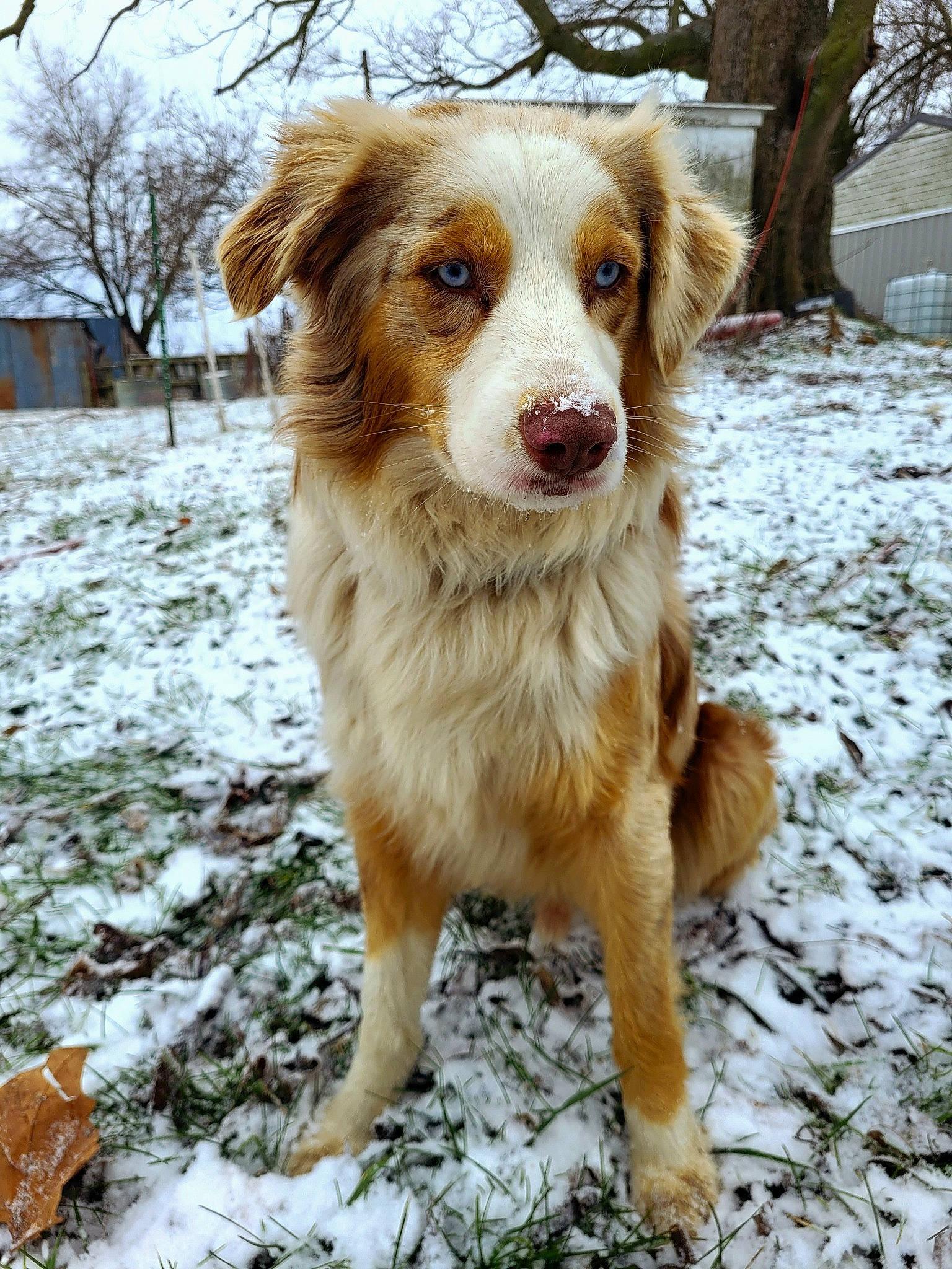Scout Bleu joined the competition — help win amazing prizes! art, australian_shepherd, border_collie, carnivore, companion_dog, dog, dog_breed, freezing, fur, herding_dog, plant, sky, snout, snow, terrestrial_animal, tree, whiskers, winter, working_dog