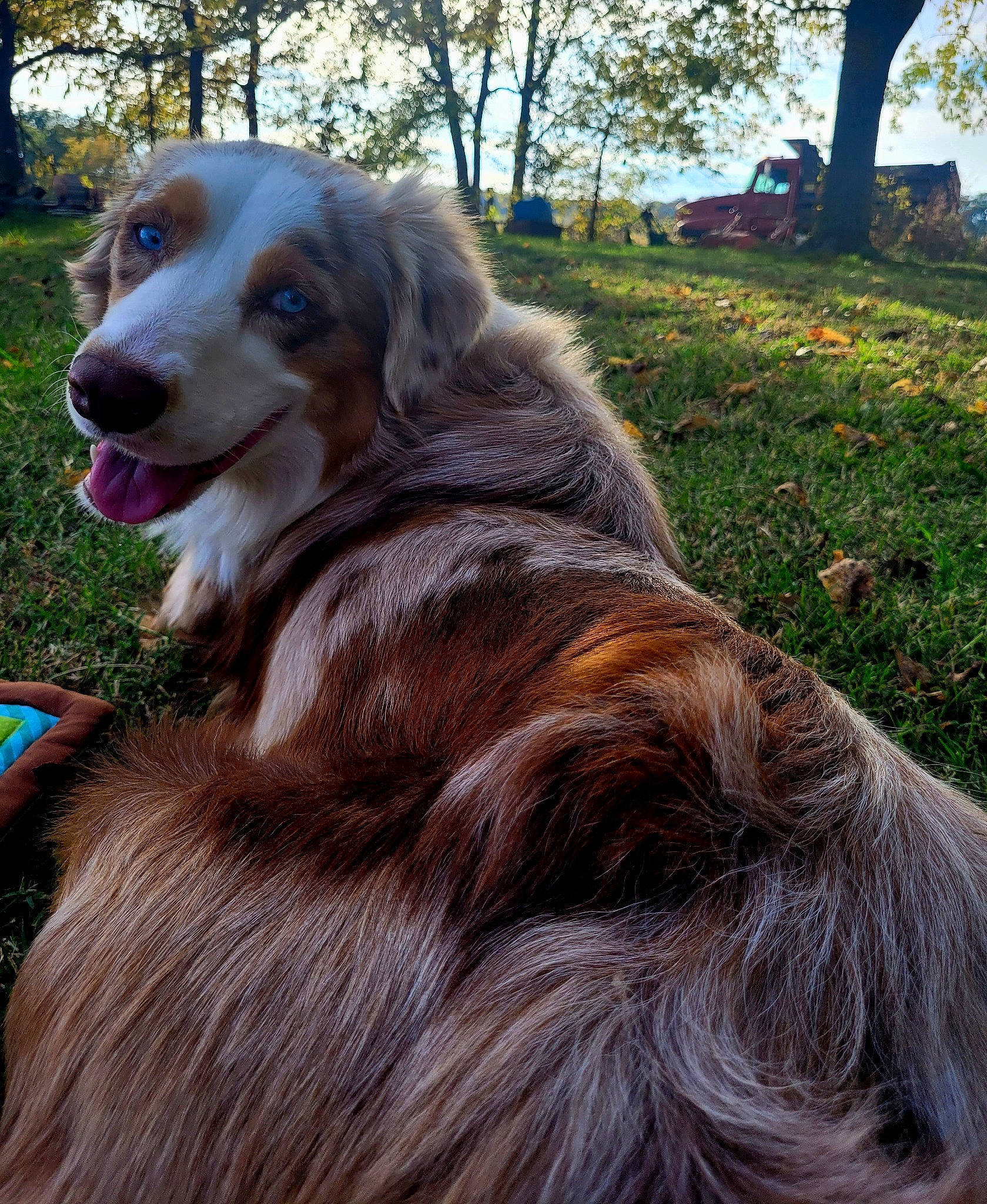 Scout Bleu is registered to the contest to win money with this photo: canidae, carnivore, companion_dog, dog, dog_breed, fawn, fur, grass, gun_dog, hunting_dog, liver, plant, sky, sporting_group, terrestrial_animal, tree, working_animal, working_dog