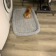 Cletus joined the competition — help win amazing prizes! dog, pet_bed, flooring, washing_machine, indoor, brown_dog, wood_floor, furniture, home, domestic, small_dog, relaxing, lying_down, cozy, appliance, mat, corner, quiet, resting, room