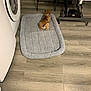 dog, pet_bed, flooring, washing_machine, indoor, brown_dog, wood_floor, furniture, home, domestic, small_dog, relaxing, lying_down, cozy, appliance, mat, corner, quiet, resting, room