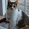 Wheezy is registered to the contest to win money with this photo: cat, calico_cat, indoor, wooden_floor, rug, door, glass_door, pet, animal, feline, curious, sitting, fur, whiskers, ears, paw, domestic_cat, house, natural_light, quiet